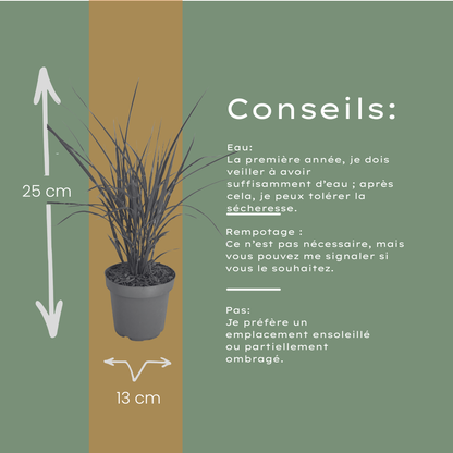 3x Miscanthus sinensis ‘Zebrinus’ – Opvallend zebragras met decoratief gestreept blad | Potmaat 12 cm