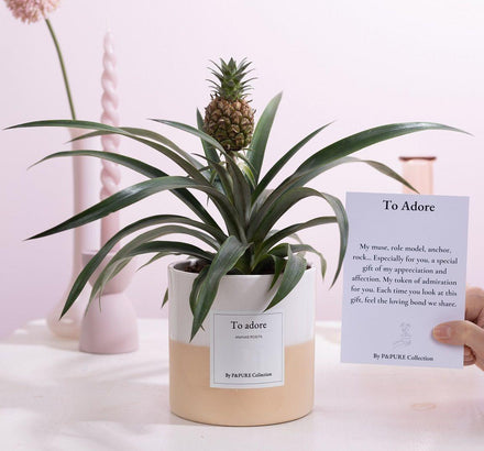 Pineapple Rosita Gift "To Adore" WITH GREETING CARD! - Ø12cm - ↕35cm