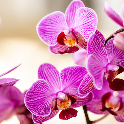 Kolibri-Orchideen | Lila/Rosa Phalaenopsis-Orchidee, Topfgröße Ø9cm | Wien | Blühende Zimmerpflanze – frisch vom Züchter