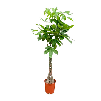 Pachira Aquatica - 100cm - ø21cm
