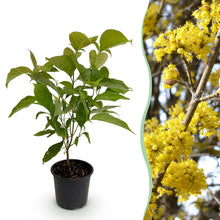 Green boutiQ - Tuinplant - Cornus mas - Bloem Geel - 1 Plant - Bladverliezend - Weinig Onderhoud - Pot 12cm Hoogte 35cm