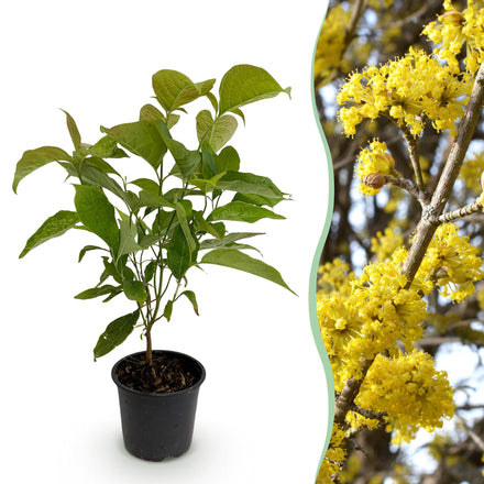 Green boutiQ - Garden plant - Cornus mas - Yellow flower - 1 plant - Deciduous - Low maintenance - Pot 12cm Height 35cm