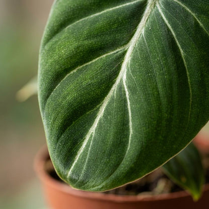 Green boutiQ - Philodendron Gloriosum - Glorie Philodendron - 2 Planten - Pot 12cm - Hoogte - 25cm