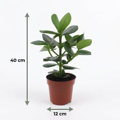 Green boutiQ - Clusia Princess - Clusia - 4 Planten - Pot 12cm - Hoogte - 40cm
