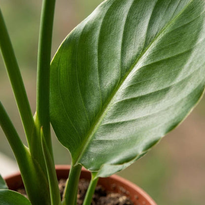 Strelitzia Reginea - Paradijsvogelbloem - 1 Plant - met Zeegras Mand - Pot 12cm - Hoogte 35cm