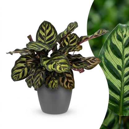 Calathea Makoyana - Pauwenplant - 1 Plant - met Potter Grijs - Pot 12cm - Hoogte - 25cm