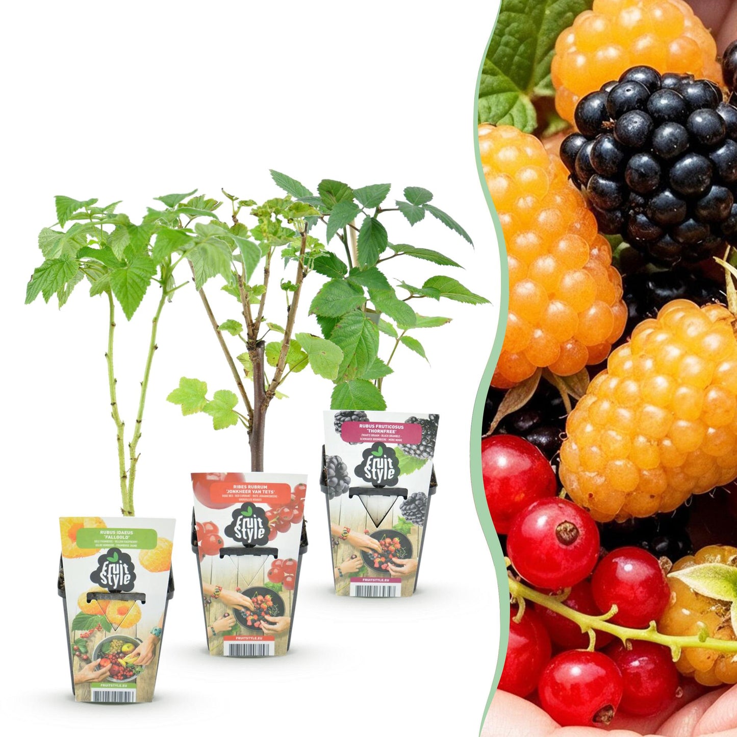 Green boutiQ - Fruitplanten - Tricolour - Rode Bes - Gele Framboos - Zwarte Braam  - Winterhard - 3 Planten - Pot  9cm