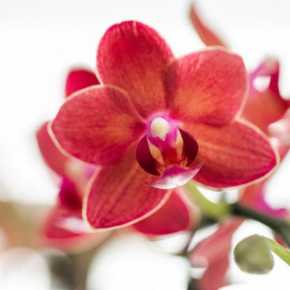 Kolibri Orchids | Red Phalaenopsis orchid – Congo + Gummy pot travertine – pot size Ø9cm | flowering houseplant in a flowerpot - fresh from the grower