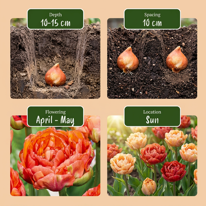 24x Tulipa Gudoshnik Double - Gevuldbloemige tulp Gudoshnik - Diversen - Voorjaarsbloeier - Bolmaat 11/12