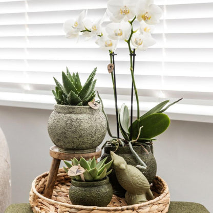 Kolibri Greens | Groene plant - Succulent Echeveria Miranda potmaat Ø6cm | groene kamerplant - vers van de kweker