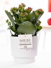 Kalanchoe Red In P&PURE Ivy Ceramics Shiny White - Ø12cm - ↕27cm