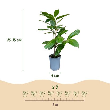 Green boutiQ - 16x Prunus laur. Rotundifolia - Laurierkers - Haagplanten - Groenblijvend - Groen - Pot 9cm - Hoogte 25-35cm