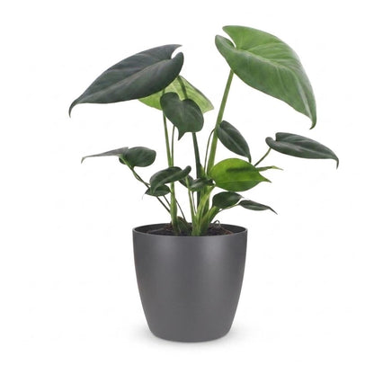 Green boutiQ - Monstera Deliciosa - Gatenplant - 1 Plant - met Potter Grijs - Pot 12cm - Hoogte - 30cm