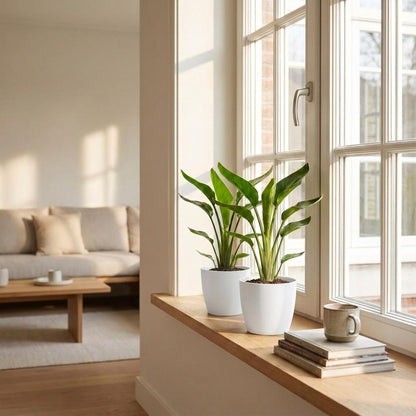Strelitzia Reginea - Paradijsvogelbloem - 2 Planten - met Potter Wit - Pot 12cm - Hoogte - 35cm