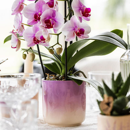 Kolibri Home | Gradience sierpot - Purple - Ø6cm