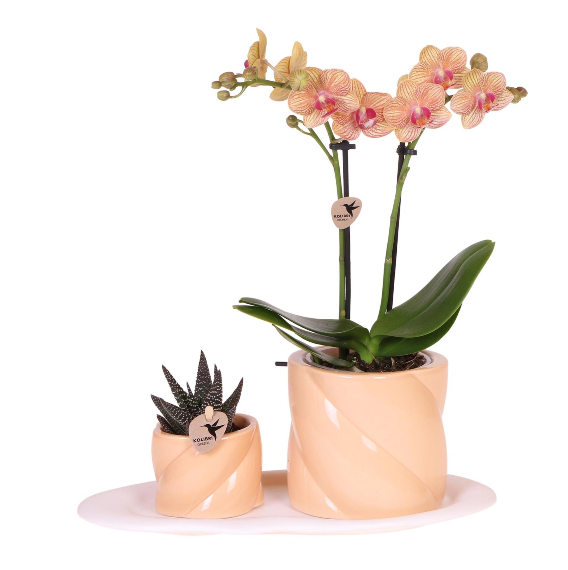 Gift set orchidee met groene plant in stijlvolle sierpotten op organisch dienblad.
