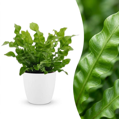 Green boutiQ - Asplenium Crispy Wave - Asplenium Crispy Wave - 1 Plant - met Potter Wit - Pot 12cm - Hoogte - 30cm