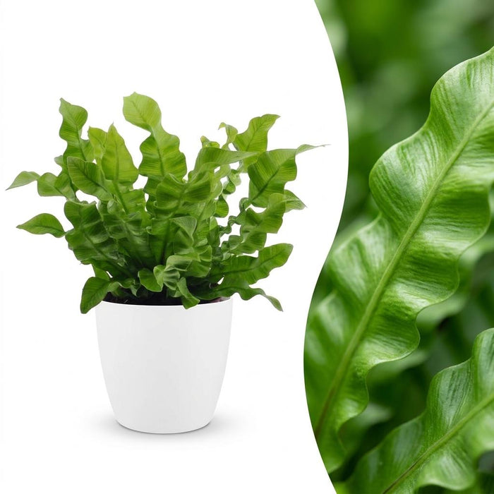 Green boutiQ - Asplenium Crispy Wave - Asplenium Crispy Wave - 1 Plant - met Potter Wit - Pot 12cm - Hoogte - 30cm