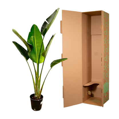 Strelitzia Augusta - 180cm - ⌀24-27cm