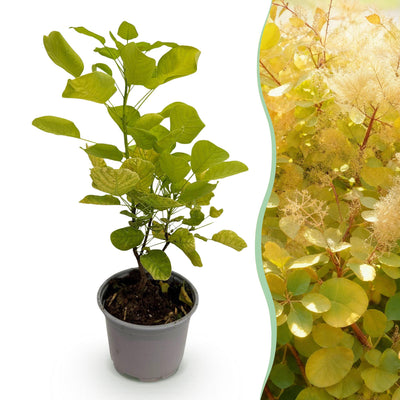 Green boutiQ – Gartenpflanze – Perückenstrauch (Cotinus coggyria) Golden Spirit – Gelb – 1 Pflanze – Laubabwerfend – Pflegeleicht – Topf: 12 cm, Höhe: 35 cm