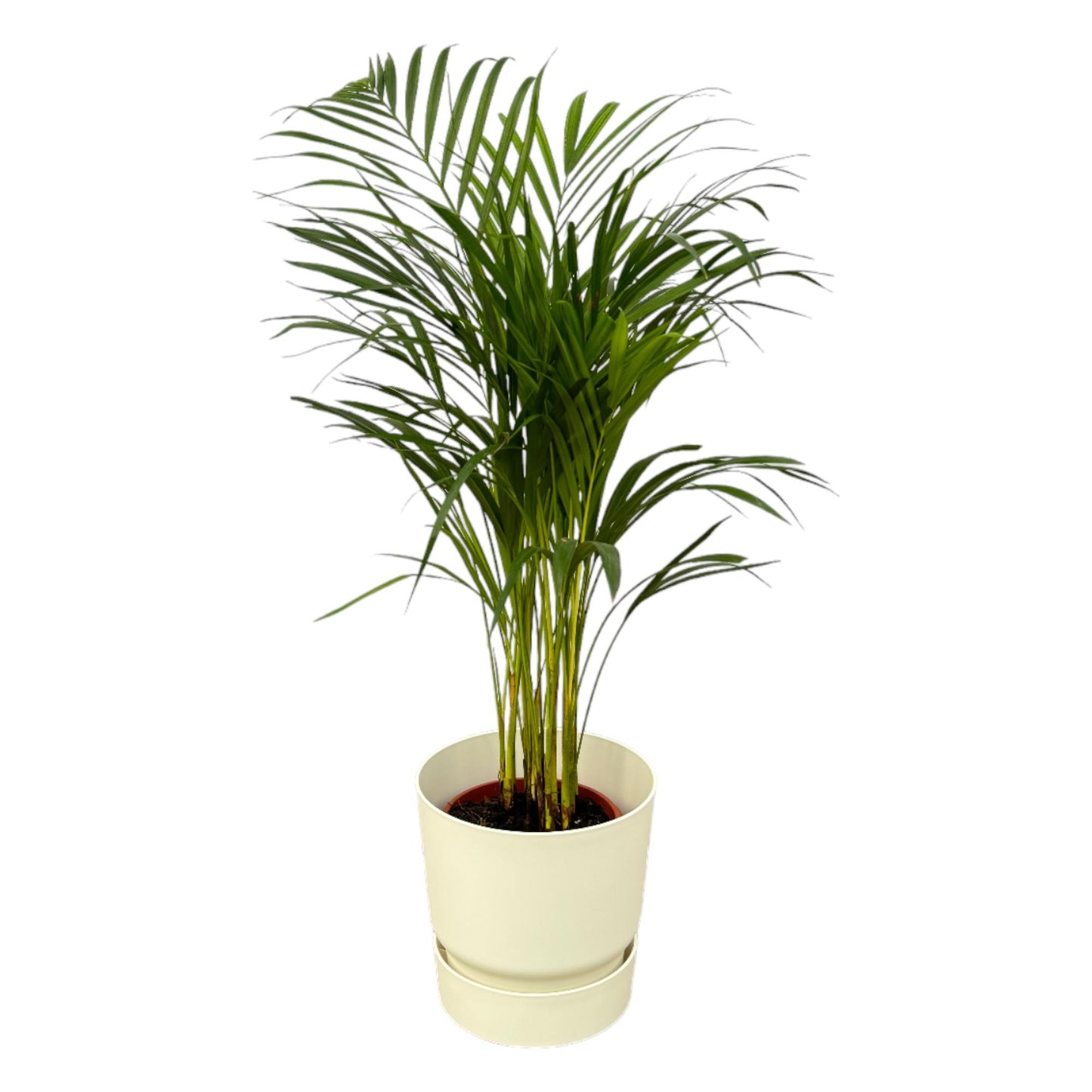 Areca palm - ↨70cm - Ø19cm inclusief elho Greenville Round wit D24xH23