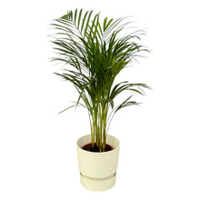 Areca palm - ↨70cm - Ø19cm inclusief elho Greenville Round wit D24xH23