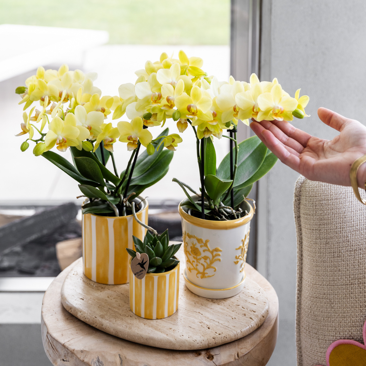 Hummingbird Orchids | Yellow orchid Albenga + Malaga decorative pot yellow - pot size Ø9cm | flowering houseplant - fresh from the grower