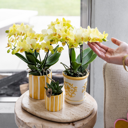 Hummingbird Orchids | Yellow orchid Albenga + Malaga decorative pot yellow - pot size Ø9cm | flowering houseplant - fresh from the grower