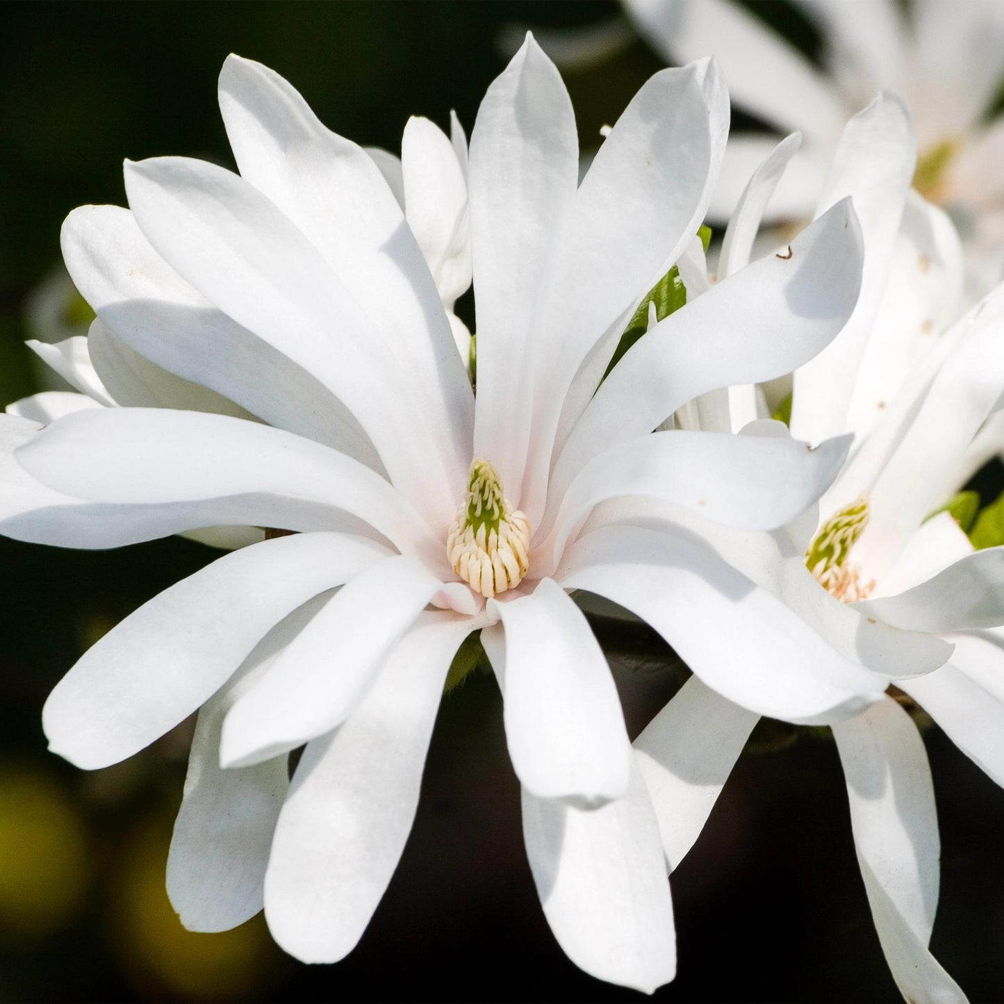 Green boutiQ - Tuinplant - Magnolia stellata Royal Star - Bloem Wit - 1 Plant - Bladverliezend - Weinig Onderhoud - Pot 12cm Hoogte 30cm