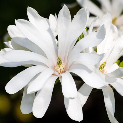 Green boutiQ - Tuinplant - Magnolia stellata Royal Star - Bloem Wit - 1 Plant - Bladverliezend - Weinig Onderhoud - Pot 12cm Hoogte 30cm