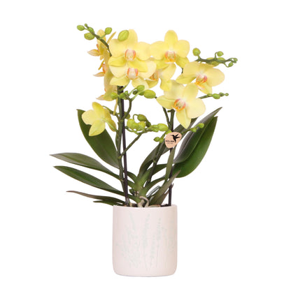 Hummingbird Orchids | Yellow Albenga Orchid + Floral decorative pot light blue - pot size Ø9cm | flowering houseplant - fresh from the grower
