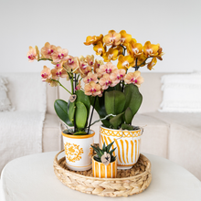Kolibri Orchids | oranje orchidee Jamaica + Malaga sierpot oranje - potmaat Ø9cm | bloeiende kamerplant - vers van de kweker