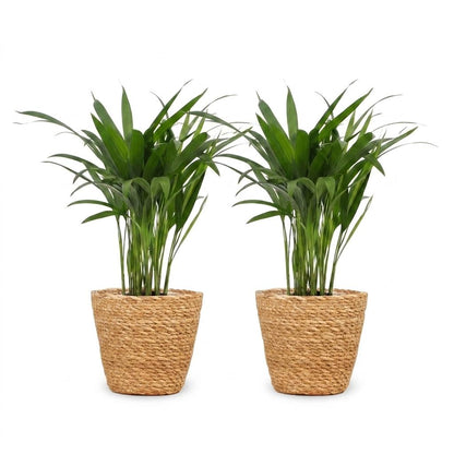 Green boutiQ - Areca Lutescens - Goudpalm - 2 Planten - met Zeegras Mand - Pot 12cm - Hoogte 45cm