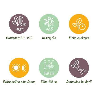 Green boutiQ - 16x Eleagnus ebbingei Compacta - Olijfwilg - Haagplanten - Groenblijvend - Grijs - Pot 9cm - Hoogte 25-35cm