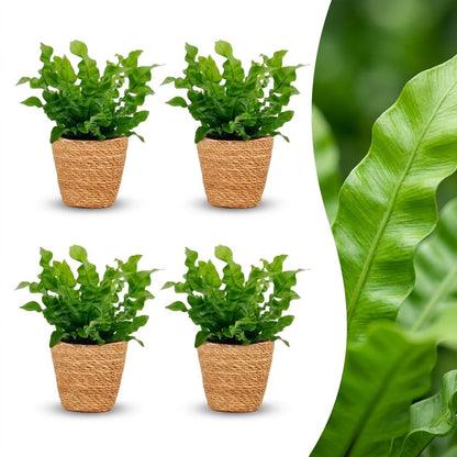 Green boutiQ - Asplenium Crispy Wave - Asplenium Crispy Wave - 4 Planten - met Mand - Pot 12cm - Hoogte - 30cm