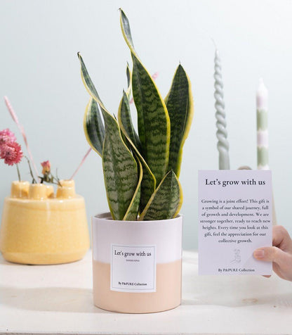 Sansevieria Gift "Let's Grow With Us" WITH GREETING CARD! - Ø12cm - ↕30cm