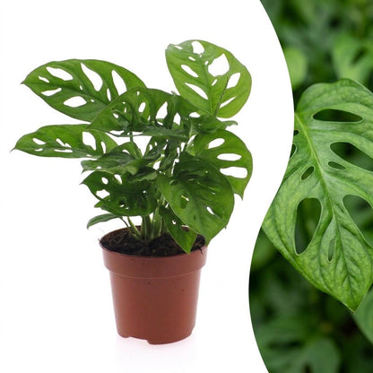 Green boutiQ - Monstera Adansonii - Rhaphidophora Tetrasperma - 1 Plant - Pot 12cm - Hoogte - 25cm