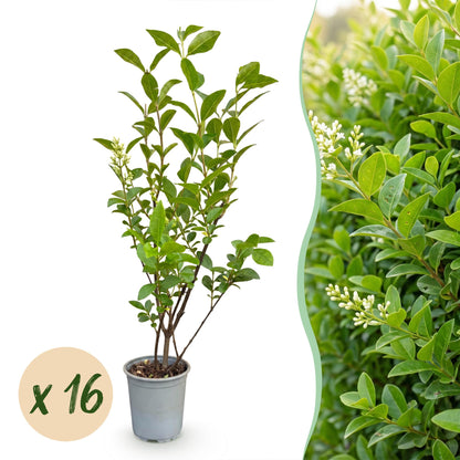 Green boutiQ - 16x Ligustrum ovalifolium - Gewone Liguster - Haagplanten - Groenblijvend - Groen - Pot 9cm - Hoogte 35-45cm