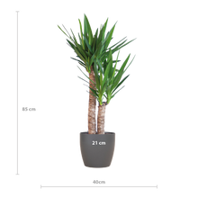 Yucca Elephantipes mit Viber schwarz - 90cm - Ø21