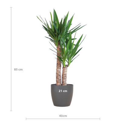 Yucca Elephantipes mit Viber schwarz - 90cm - Ø21