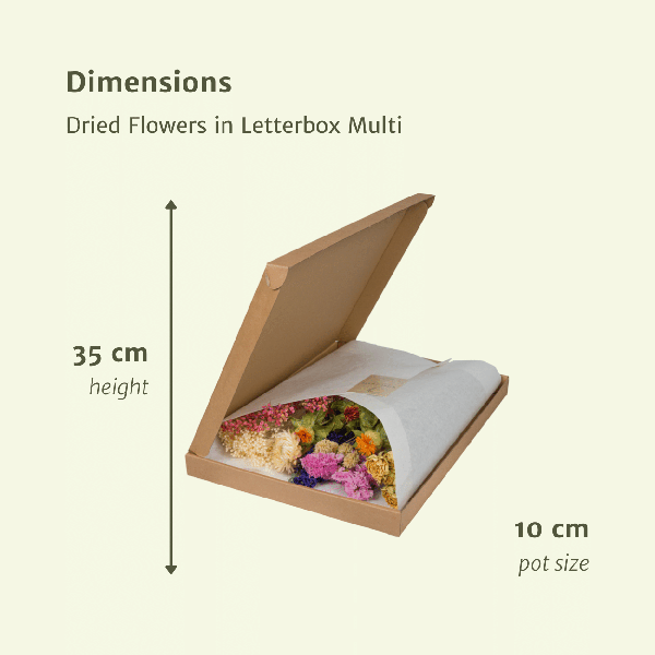 Droogbloemen in Letterbox Pink - ↕30cm - Multi