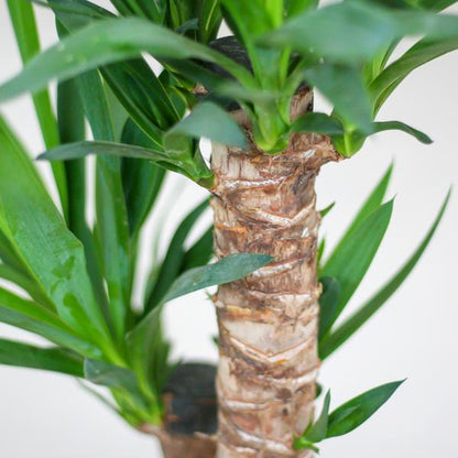 Yucca Elephantipes mit Viber schwarz - 90cm - Ø21