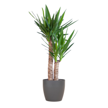 Yucca Elephantipes mit Viber schwarz - 90cm - Ø21