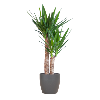 Yucca Elephantipes mit Viber schwarz - 90cm - Ø21