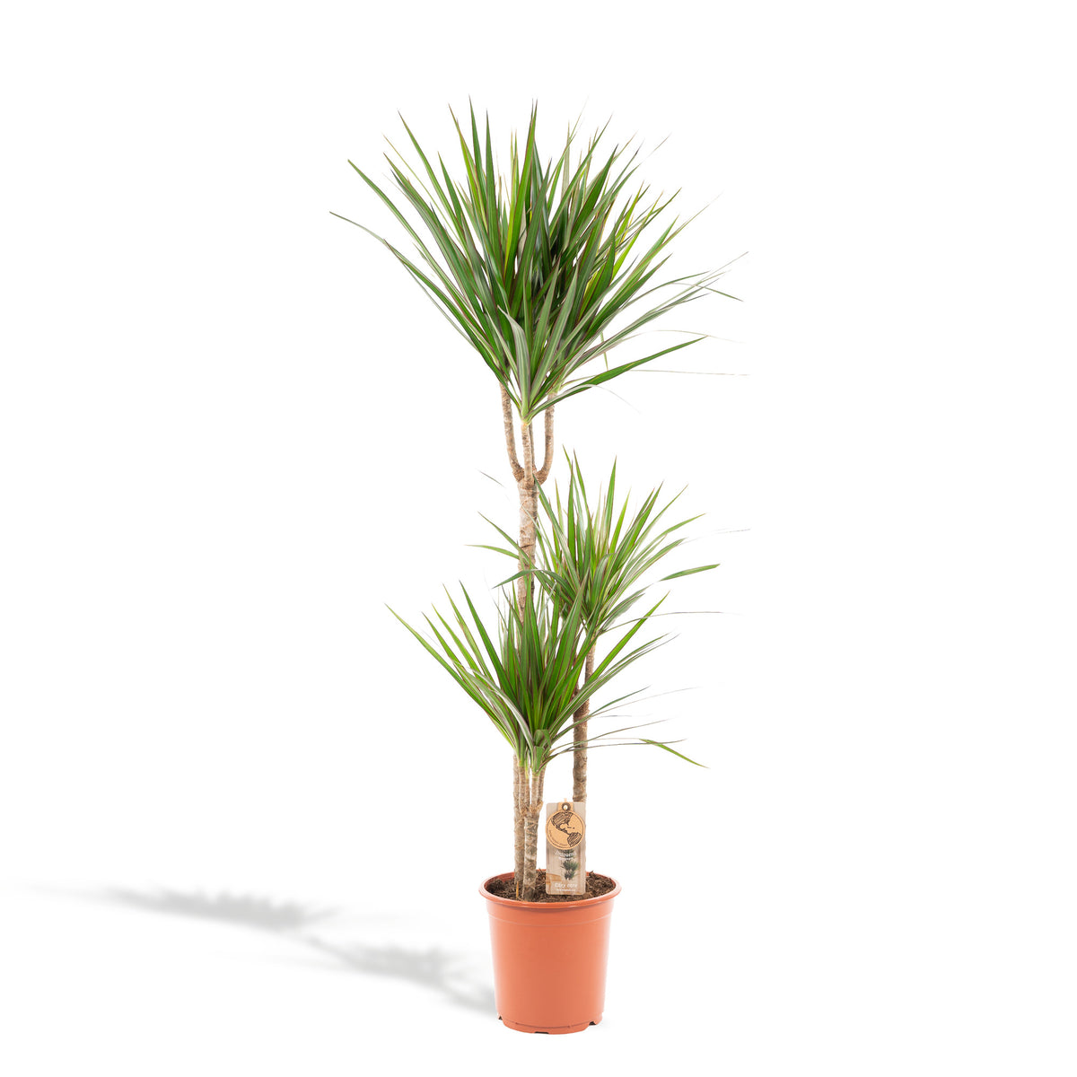 Dracaena Marginata - Ø21cm - ↕110cm