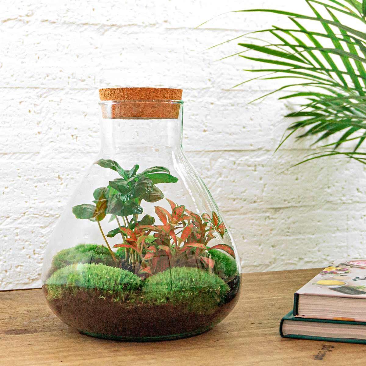 DIY-Terrarium – Sammie Coffea – ↕ 27 cm – Normal