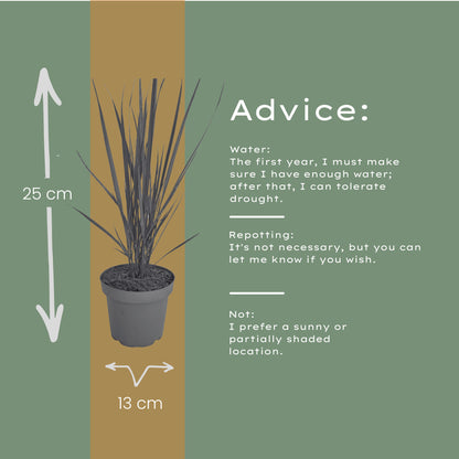 3x Panicum virgatum ‘Northwind’ – Sterk opgaand siergras met strakke groeivorm | Potmaat 12 cm | productafbeelding 7