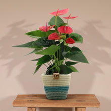 Anthurium andreanum Sweet Dream incl. PURE mand - 45cm - Ø12