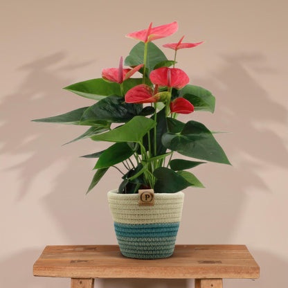 Anthurium andreanum Sweet Dream incl. PURE mand - 45cm - Ø12