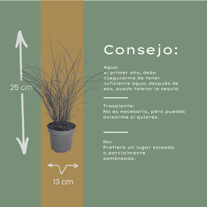 3x Miscanthus sinensis ‘Gracillimus’ – Elegant prachtriet met sierlijk overhangend blad | Potmaat 12 cm | productafbeelding 5